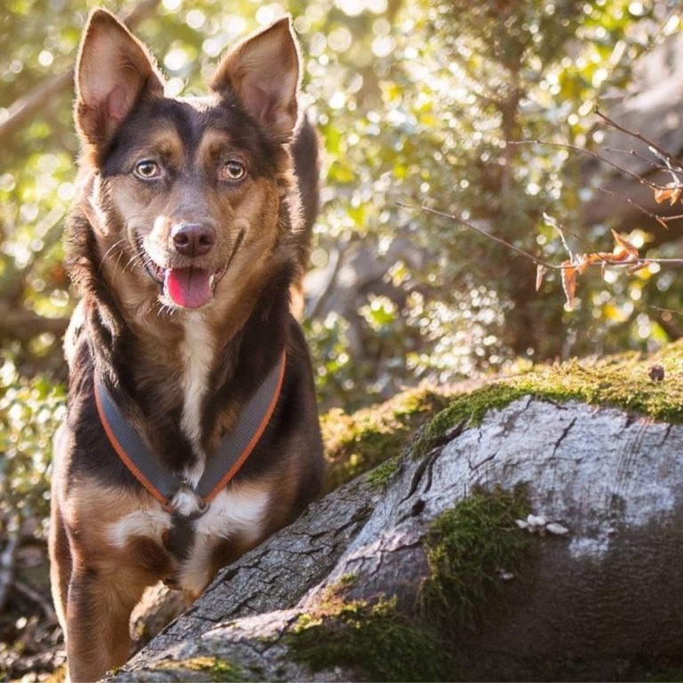 Shiva - Hund aus dem Tierschutz Rumänien
