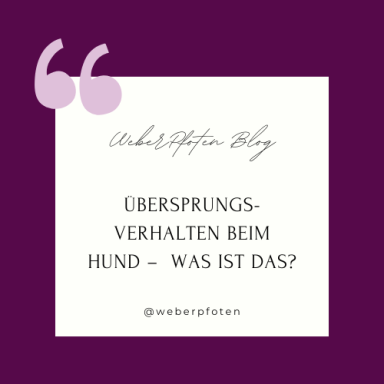 Übersprungsverhalten beim Hund: Was es bedeutet und wie man damit umgeht.