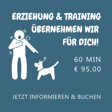 Hunde ausbilden lassen ohne Besitzer