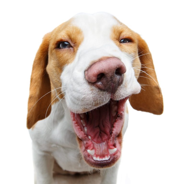Lustiges Beagle Gesicht - WeberPfoten