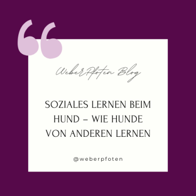 Soziales Lernen beim Hund: Verhalten durch Beobachtung verstehen.