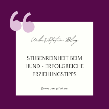 Stubenreinheit beim Hund: Tipps für erfolgreiches Training.